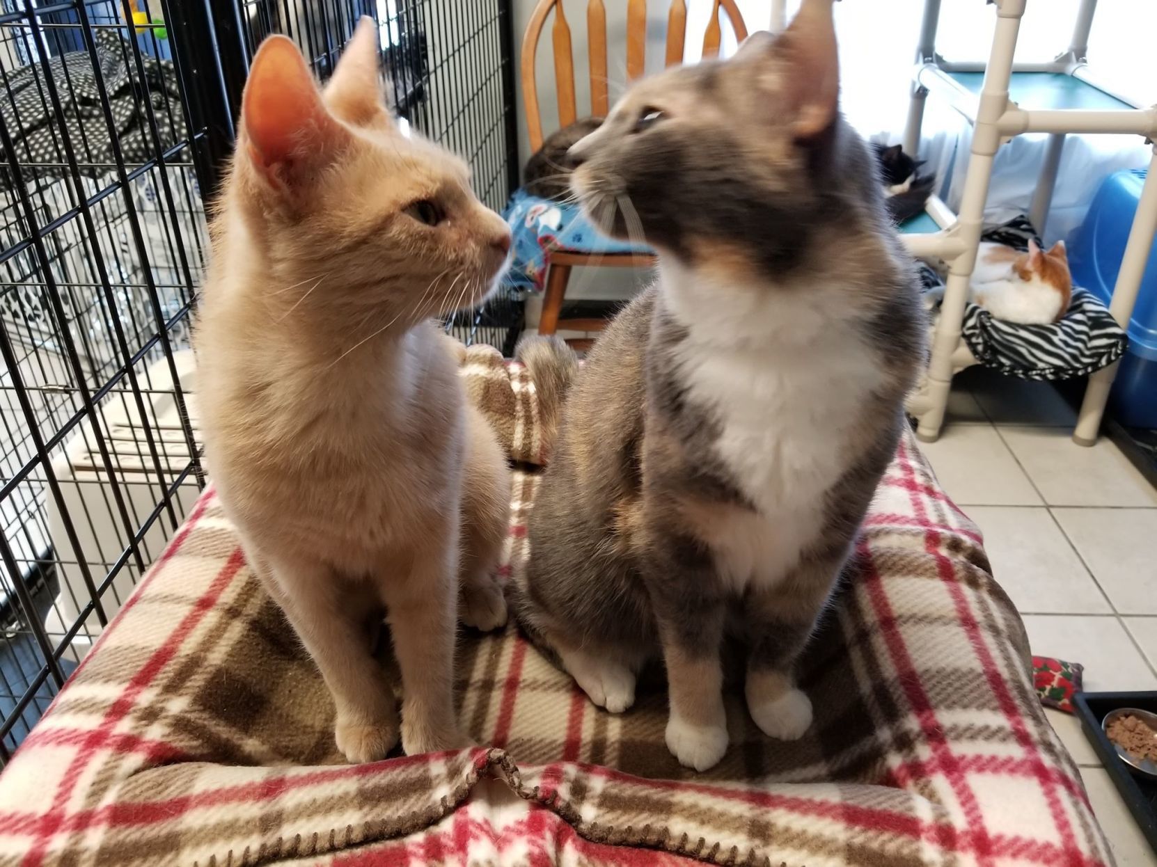 Cheeto and Boo